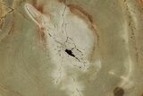 Polished Petrified Tanoak Wood (Lithocarpus) Round #248721-1